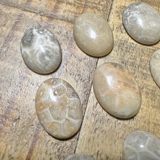 20x15mm Fossilized Coral Cabochon